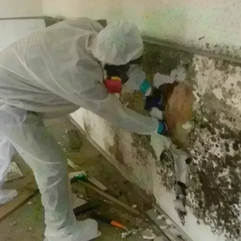 Mold Remediation and Removal in Goodrich, MI